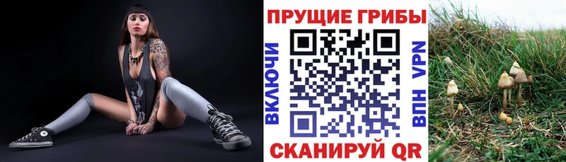 цена   Дубна  Псилоцибиновые грибы GOLDEN TEACHER 